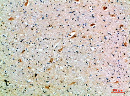 CD108 Polyclonal Antibody