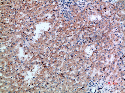 CD300b Polyclonal Antibody