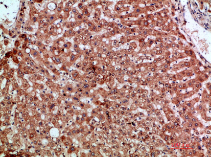 MIP-3α Polyclonal Antibody