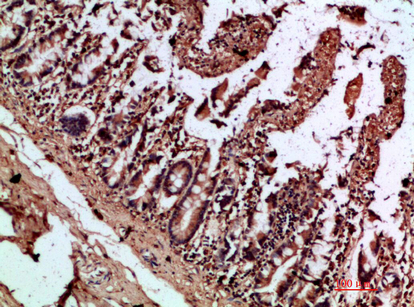 IL7C Polyclonal Antibody