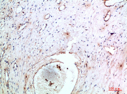 Abin-2 Polyclonal Antibody