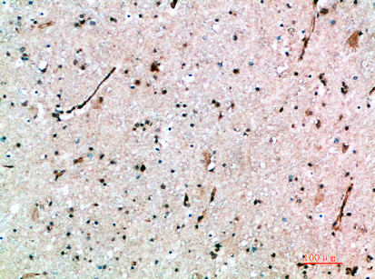 AVP Receptor V3 Polyclonal Antibody