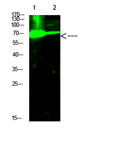 E2F Polyclonal Antibody