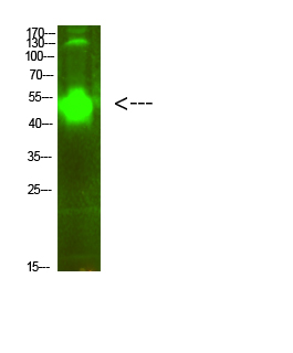 MMP0 Polyclonal Antibody