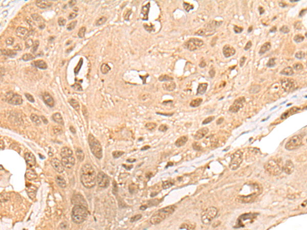 CPNE7 Antibody