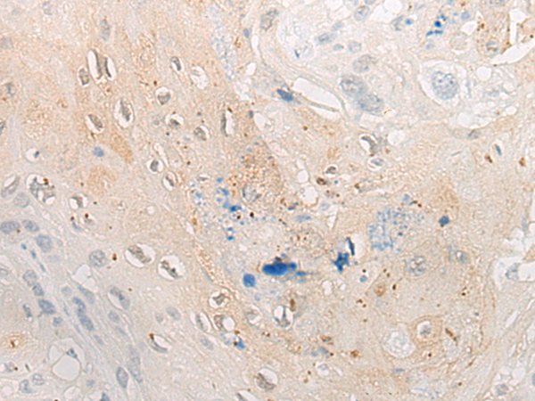 CYP2C8 Antibody