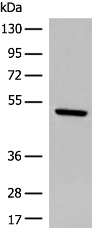 DCAF13 Antibody
