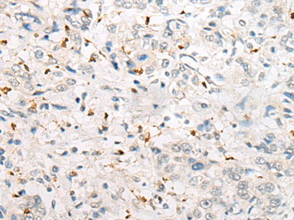 DLL1 Antibody