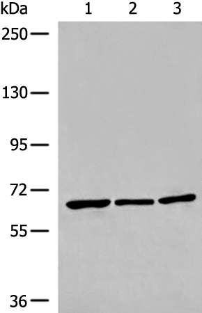 WHRN Antibody