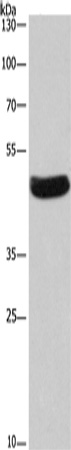 SEPT7 Antibody