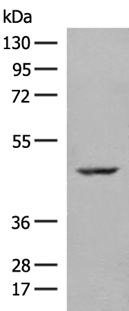 ZBTB8A Antibody