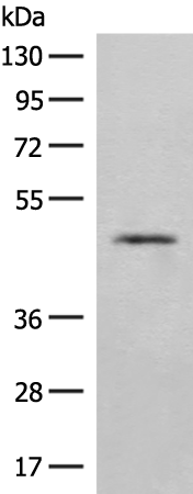 EIF2S3 Antibody