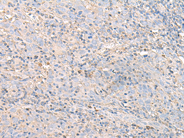 IGHA1 Antibody