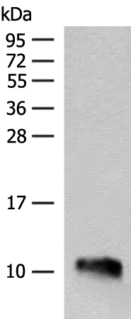 DPY30 Antibody