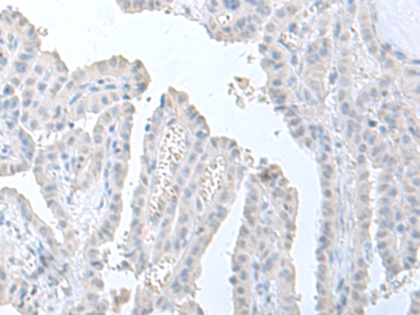 STAU2 Antibody
