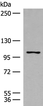 RNF111 Antibody