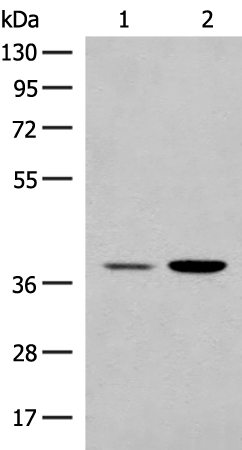 MRM1 Antibody