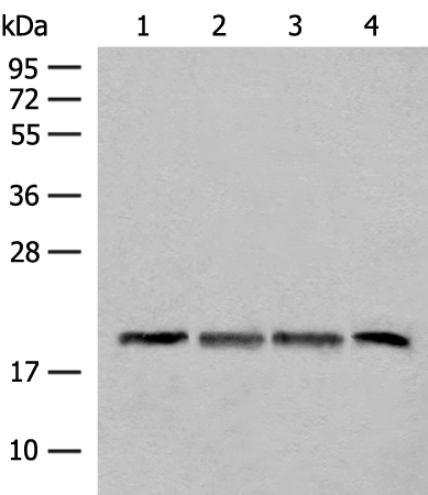 SEC11A Antibody