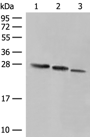 PCTP Antibody