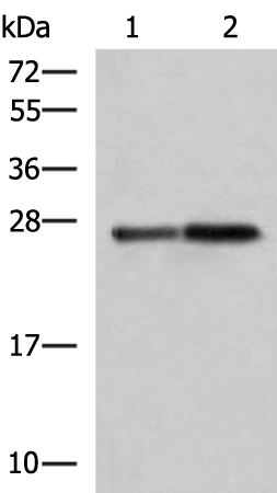 CTRB1 Antibody
