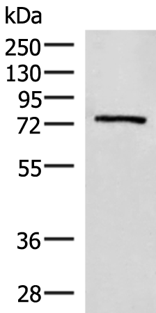 EXD2 Antibody
