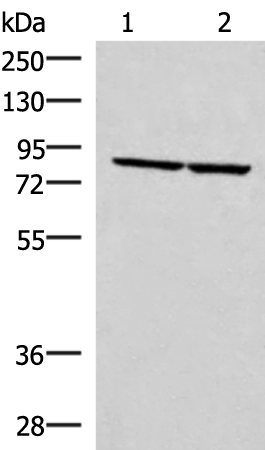ABLIM3 Antibody