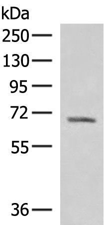 RABGGTA Antibody