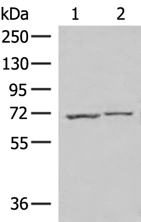 ECD Antibody
