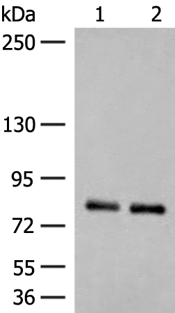 NGEF Antibody