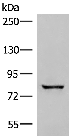 TTC12 Antibody
