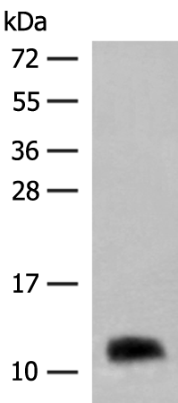 GTF2A2 Antibody