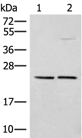 DNAJC12 Antibody