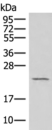 POP4 Antibody