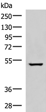 NKD2 Antibody