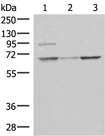 C19orf57 Antibody
