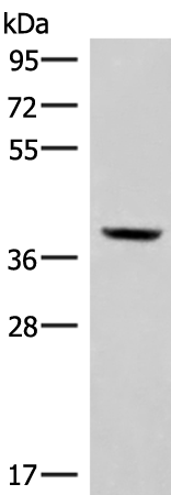 MEST Antibody