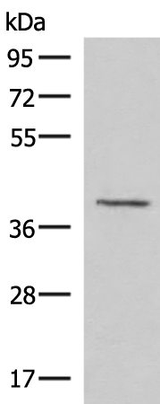 MECR Antibody