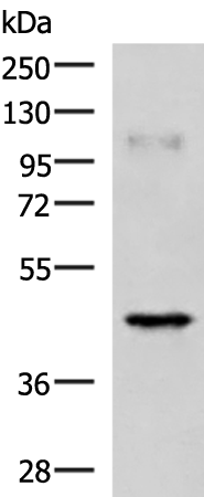 RAB3IL1 Antibody