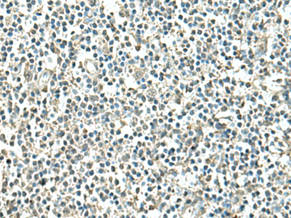 ATP6V1C1 Antibody