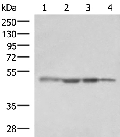 RHAG Antibody