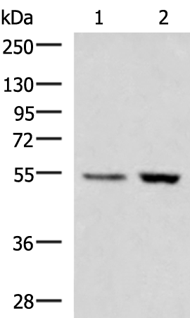 ZSWIM1 Antibody