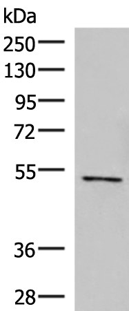 POLD2 Antibody