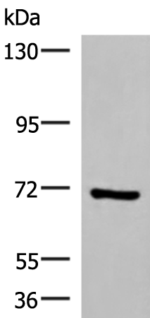 PAPSS2 Antibody