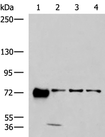 PPEF1 Antibody