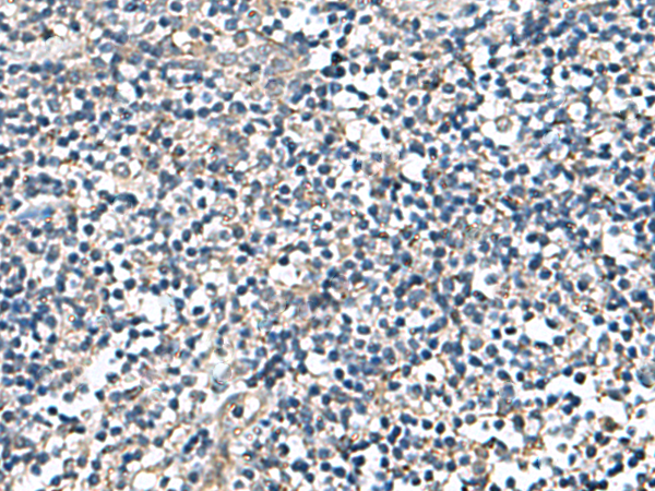 DPY19L3 Antibody