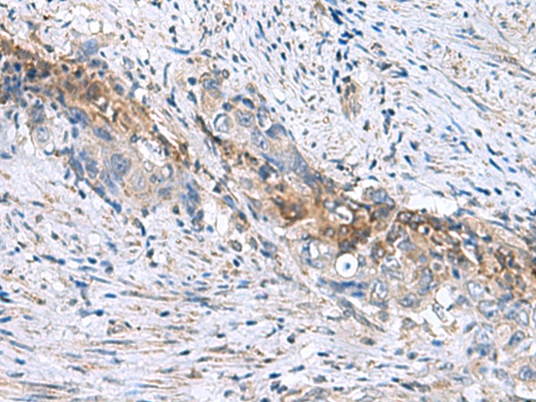 RNF208 Antibody