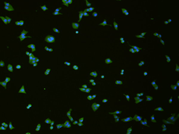 SLC18A3 Antibody