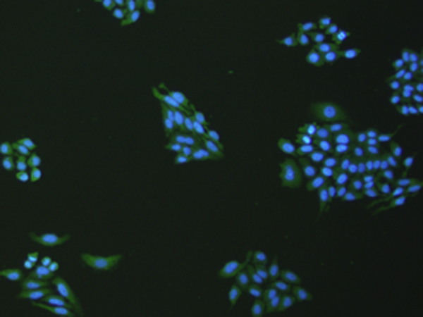 VNN1 Antibody