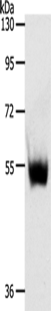 SLC30A6 Antibody