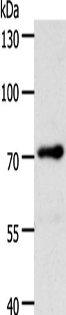 YES1 Antibody